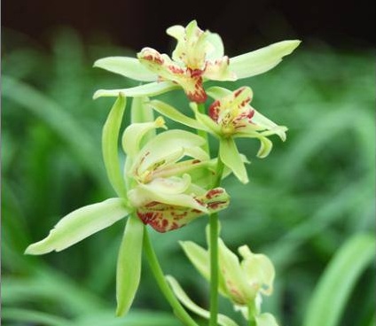 兰花花期是几月,蝴蝶兰花花期几月结束