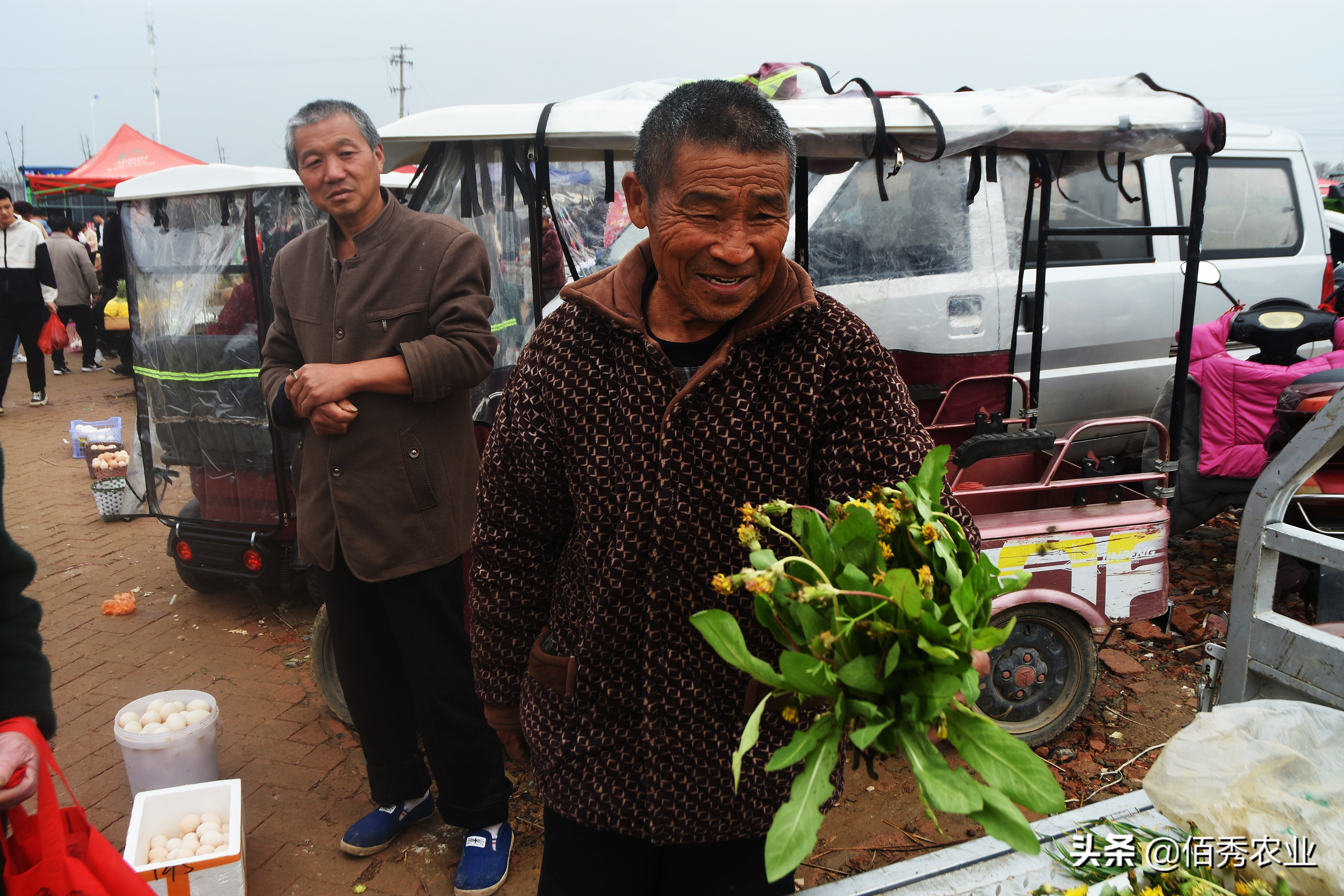 蒲公英野菜可以吃吗有什么好处,蒲公英农家菜