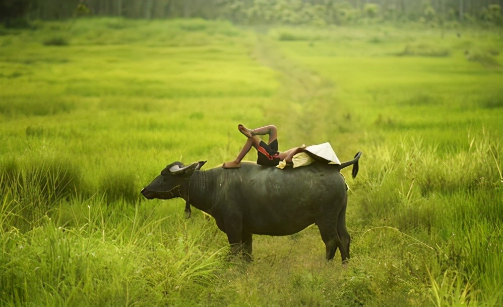 表妹与猫,我与大黑牛
