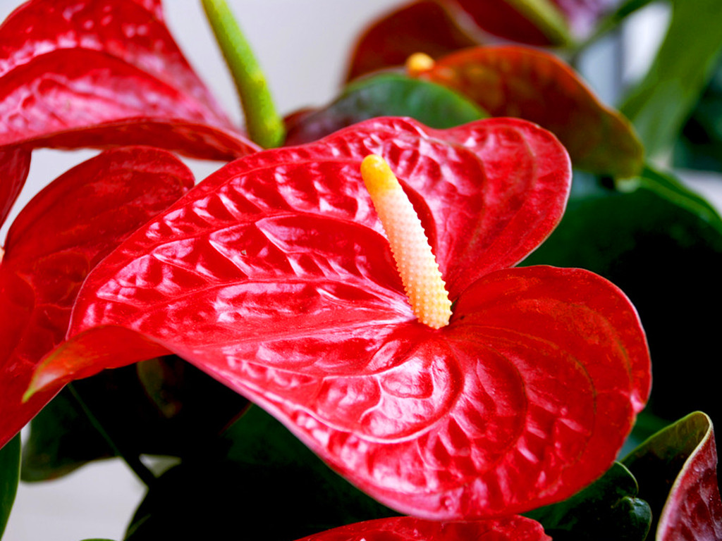 养了好几年的花发现假的,火鹤花好养吗