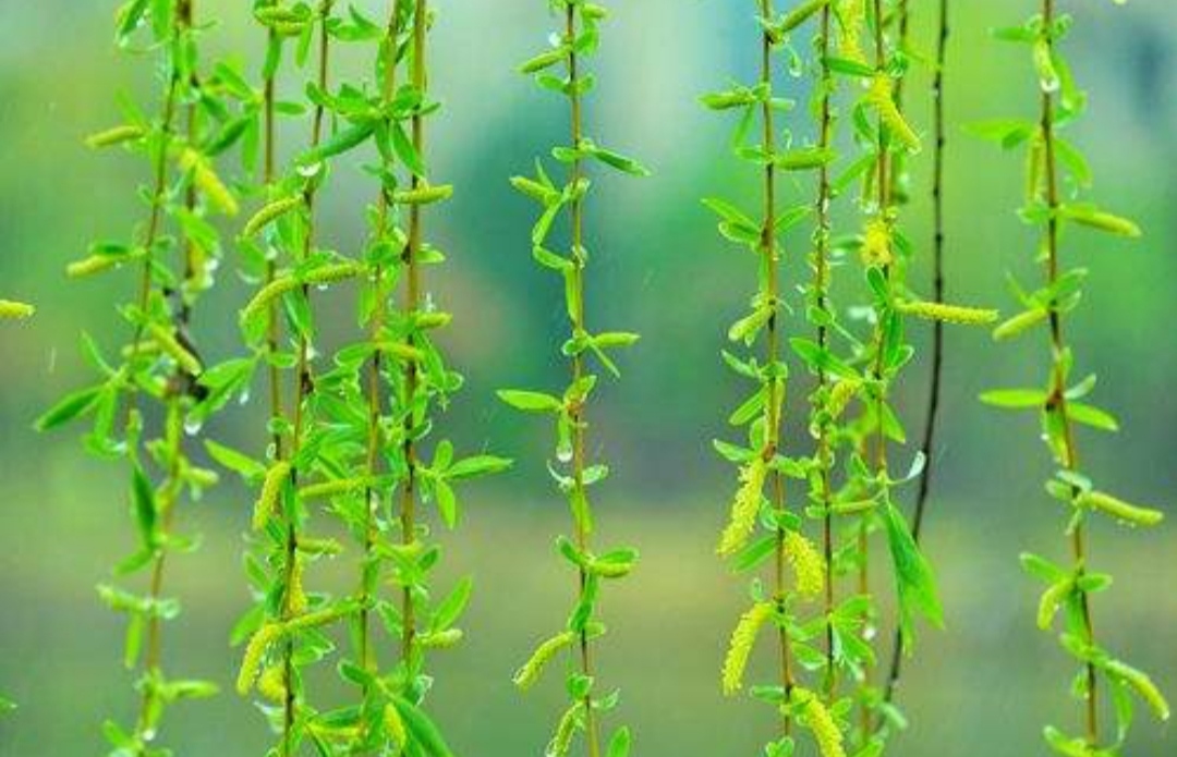 贺知章最著名的十首诗咏柳,咏柳贺知章简单赏析