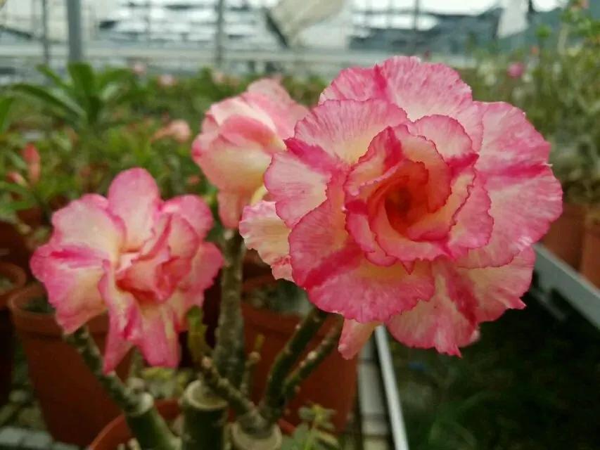 84个沙漠玫瑰品种，收起来慢慢看，待到来年春天选几种喜欢的养