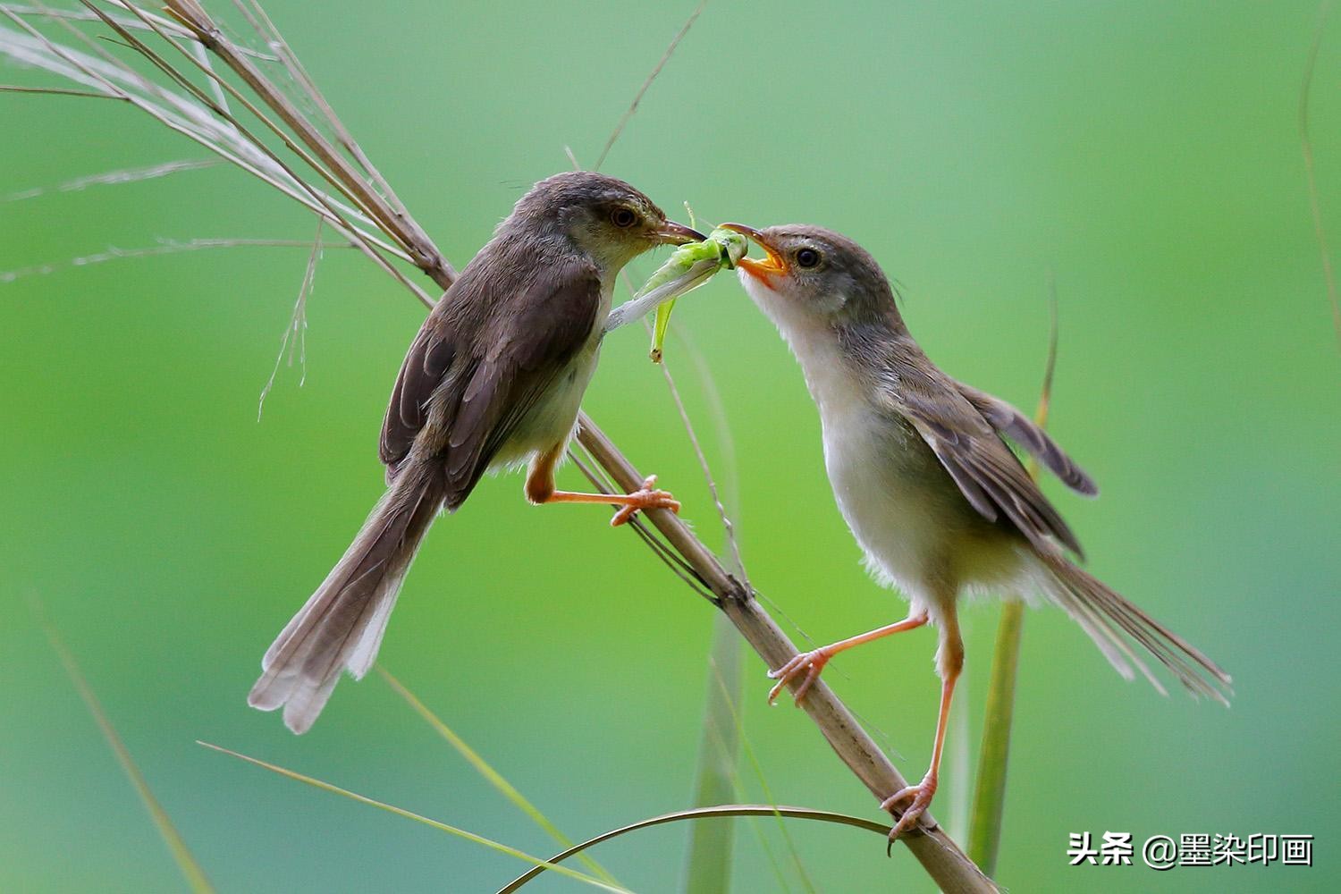 观鸟拍鸟最佳效果图,如何拍鸟这些鸟类摄影技巧要学会