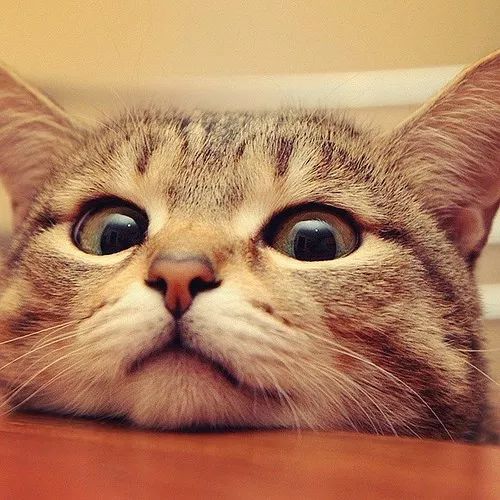 猫猫吃什么样的猫粮比较好,教你怎么给猫咪选适合的猫粮