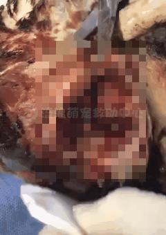 比格犬受害者拆家,比格犬丢失新主人要善待它