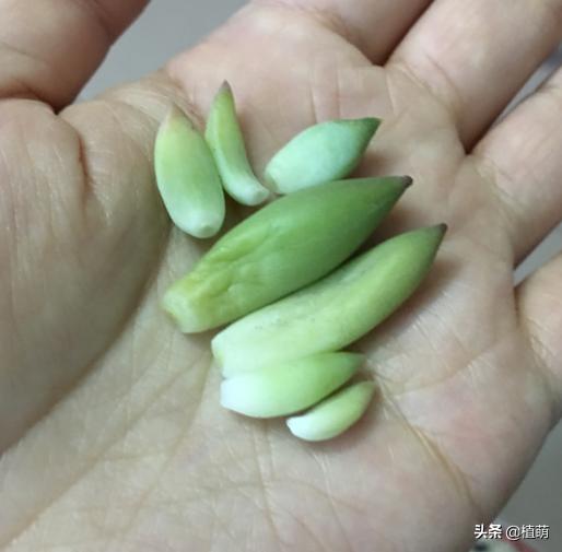 千佛手叶片发灰并且会枯萎,千佛手长出几个头怎么修理