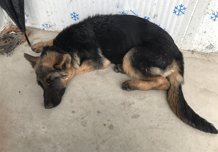 狗狗蛀牙看似轻微却暗藏隐患！鼻窦炎、脑膜炎等问题不容小视