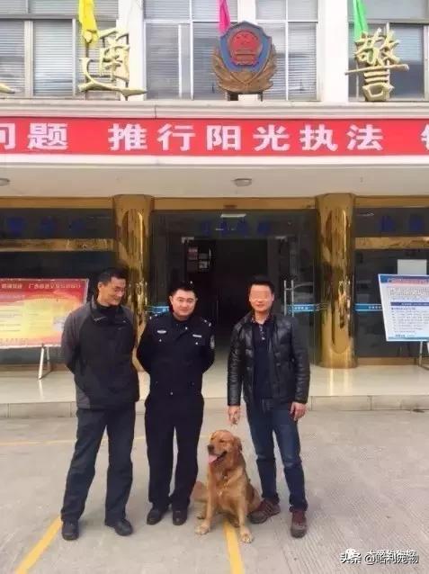 金毛犬和泰迪犬哪个聪明,金毛犬有多聪明视频