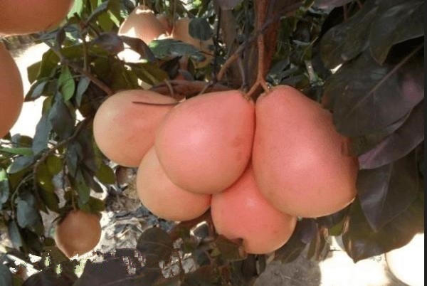 福建三红蜜柚和红心蜜柚哪个好,三红蜜柚和红肉蜜柚哪个果肉更红