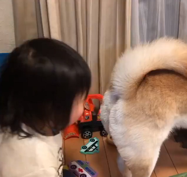 小女孩偷闻柴犬的屁股,她闻完开心大笑,妈妈无语:不臭吗