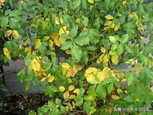 月季花苗怎么种不活,月季盆栽的种植方法和注意事项