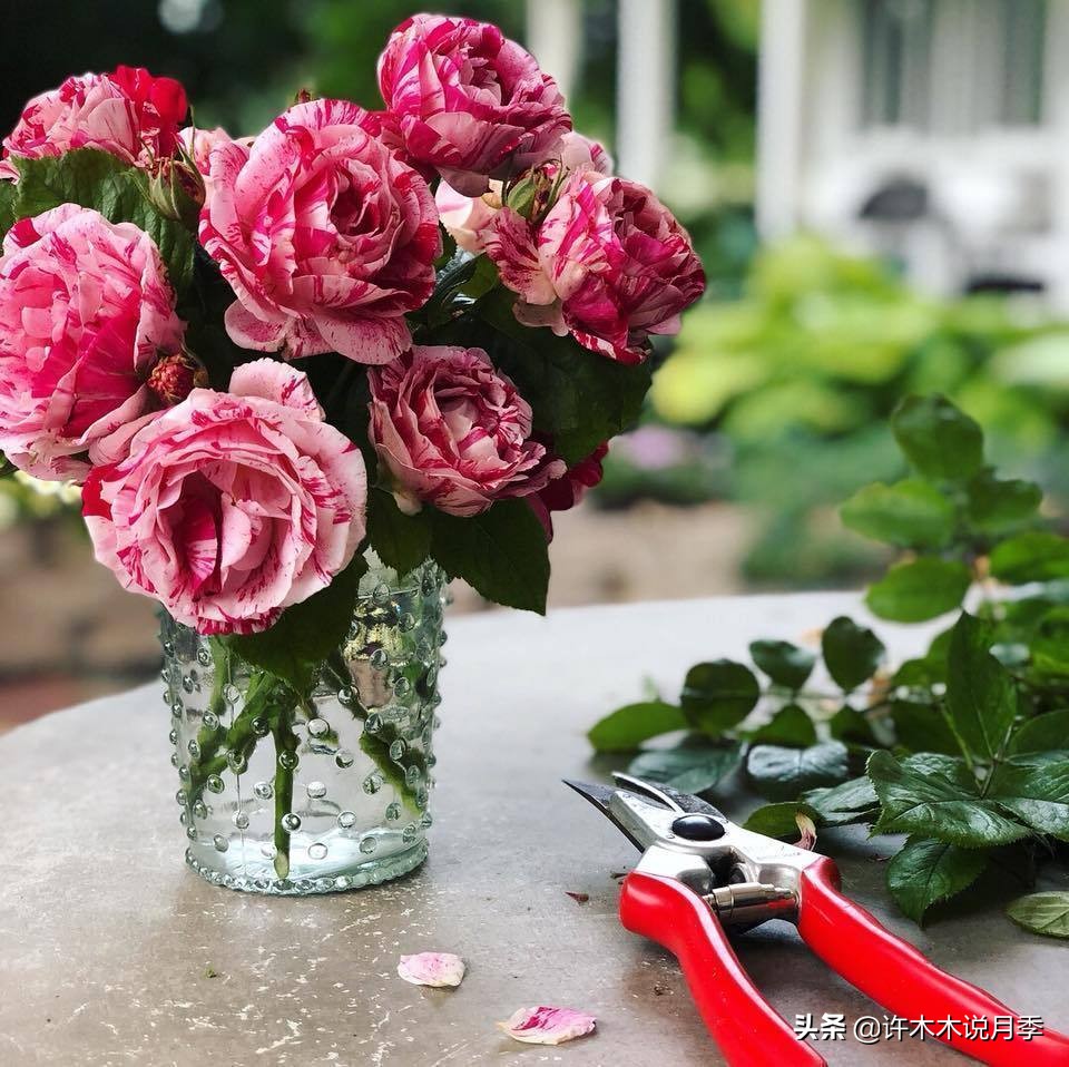 自己买玫瑰花种植,关于种植玫瑰花教程