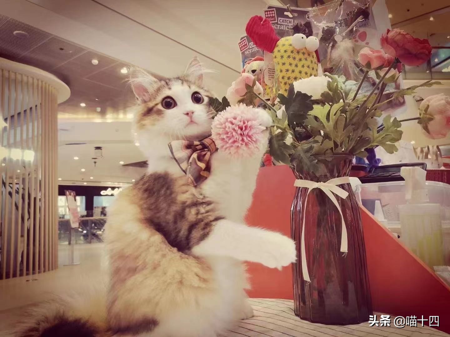 宠物荧光伍德氏灯,猫癣专用伍德氏灯