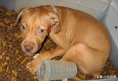 怎么防止狗狗吃东西太快,怎么教狗狗吃手里东西慢点