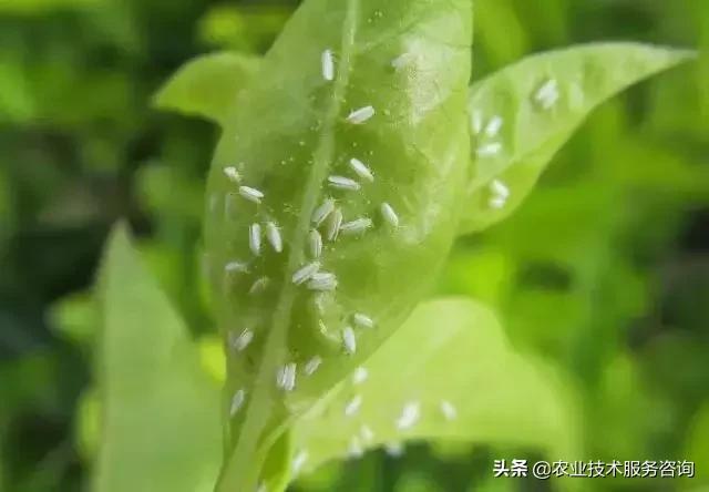 柑橘虫害高清图谱及防治方法,柑橘虫害物理消灭