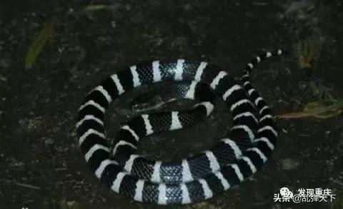 铁山坪玉峰山玩乐,铁山坪避暑游玩