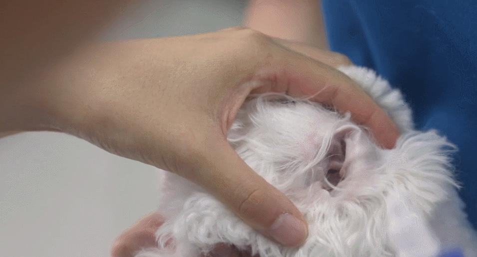 手工清除多年螨虫,根除耳螨最好的方法