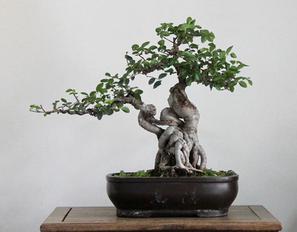 榆树疙瘩怎么制作盆景,榆树老桩丛林式盆景制作