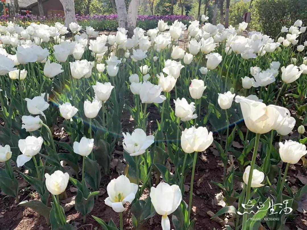 西昌春天一定不能错过的美景,不来黄山你永远不知道有多美