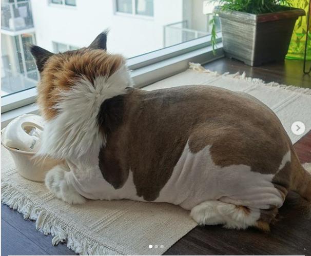 巨型缅因猫和普通猫对比,缅因猫最大能达到多少千克