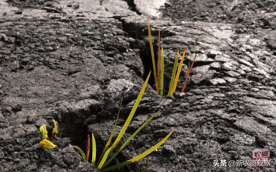 被“冤枉了”的壳聚糖在农业上得这样用才有效果!