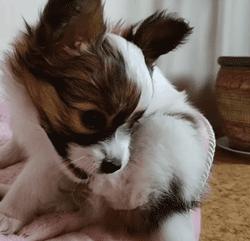 超级可爱呆萌的小奶狗,全种类小奶狗超萌合集