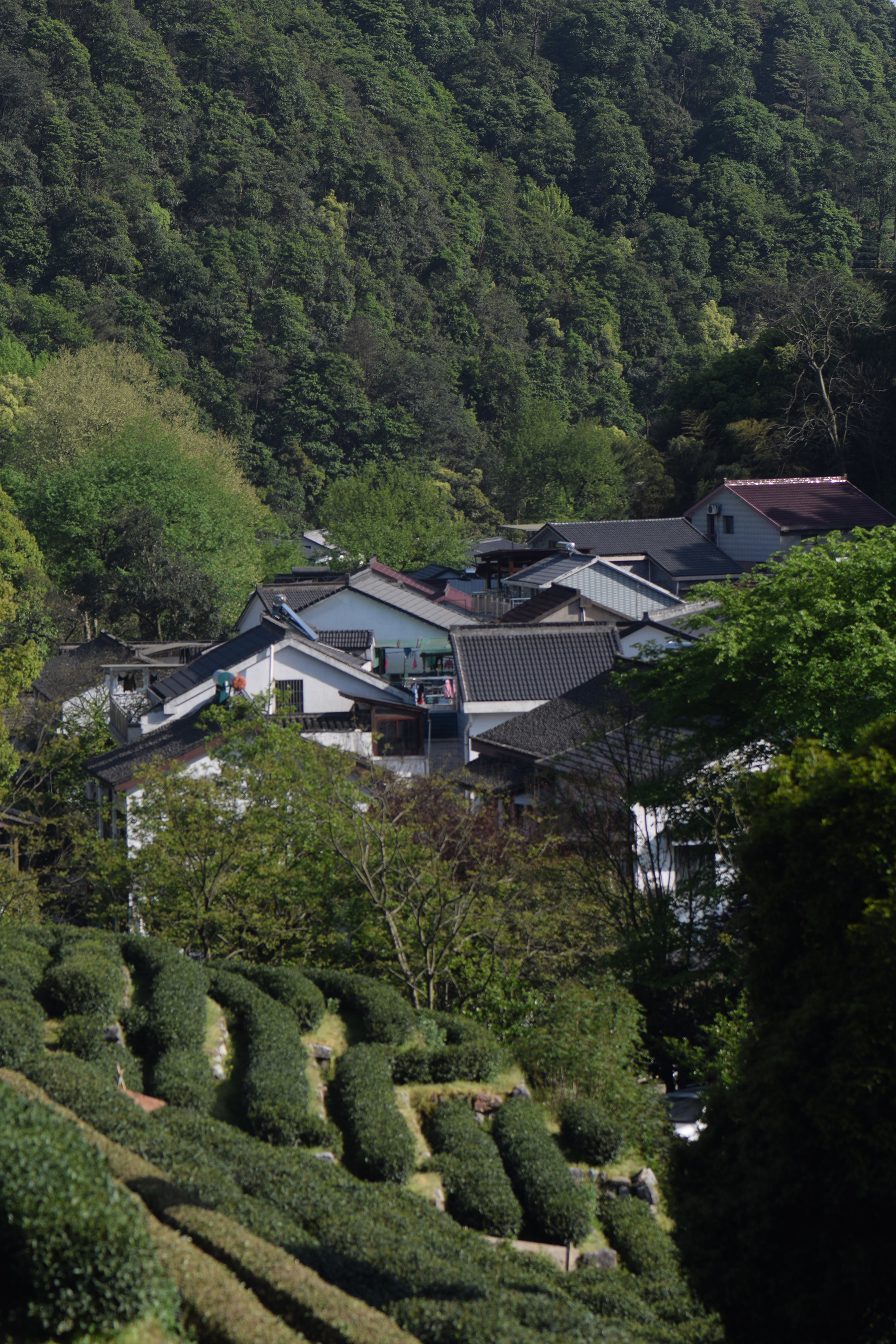 从业十年我所经历的火爆和低迷,茶行业真实揭露