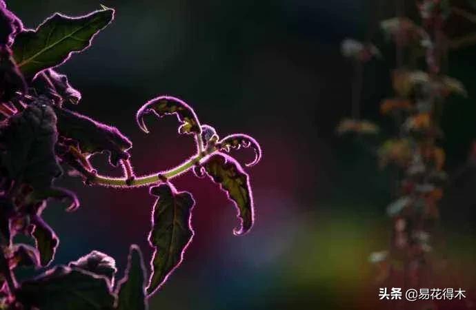 紫背天鹅绒盆栽怎么繁殖,绒叶竹芋怎么养