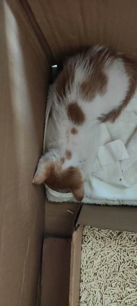 治疗猫瘟的处方,猫瘟在家怎么治疗