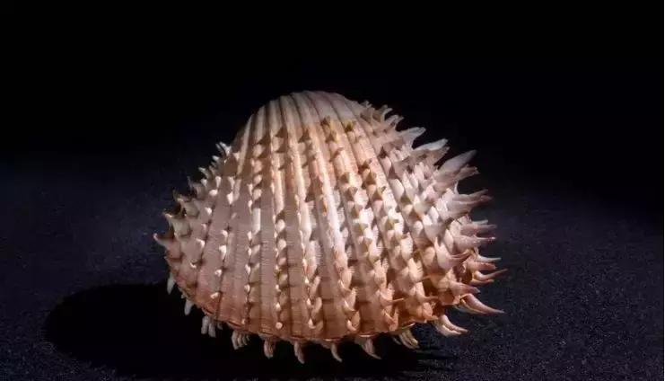 原神美食点评,江户前美食攻略