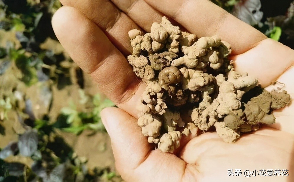 盆土不板结的小妙招,盆土板结最简单的方法