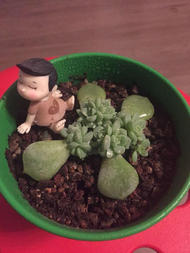 徒长的多肉,徒长的多肉怎么做悬崖造型