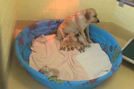 小狗刚到家晚上一直叫,小狗一般到家会叫多久它就不叫了