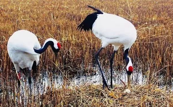 丹顶鹤的忠贞,丹顶鹤浪漫忠贞