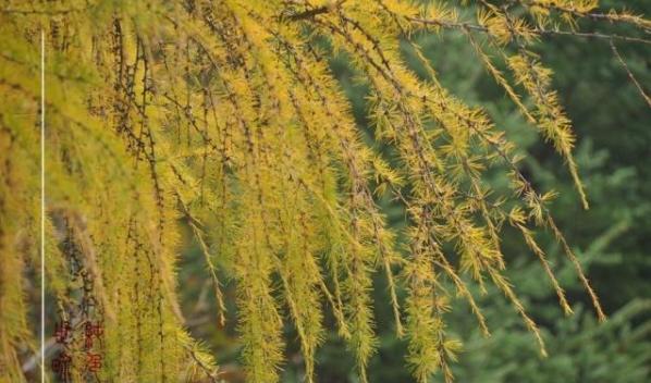 关于春分的习俗原来有这么多说法,春分的由来和习俗动画