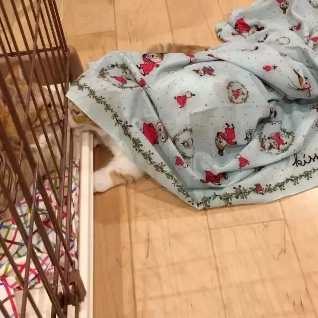 “不行了，我血槽已空，这么萌是怎么长得呢！？”