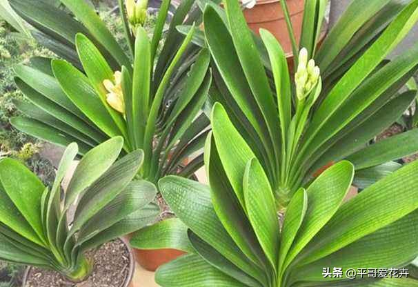 君子兰怎么养才能养得好看开花,君子兰怎么养才能旺盛容易开花