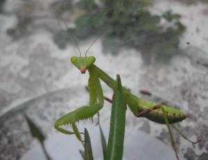 辟谣螳螂吃瘊子,螳螂为什么吃掉配偶真相是什么