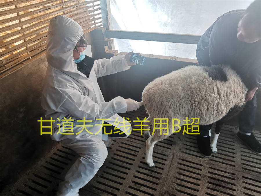 兽用b超机怎么测试猪怀孕,兽用b超机如何看母猪怀孕