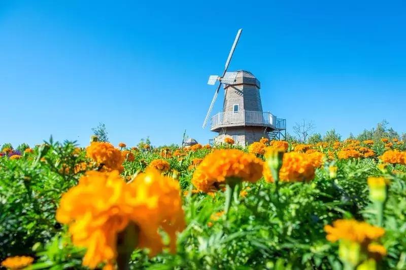 北京菊花花海,北京赏花好去处国际花港