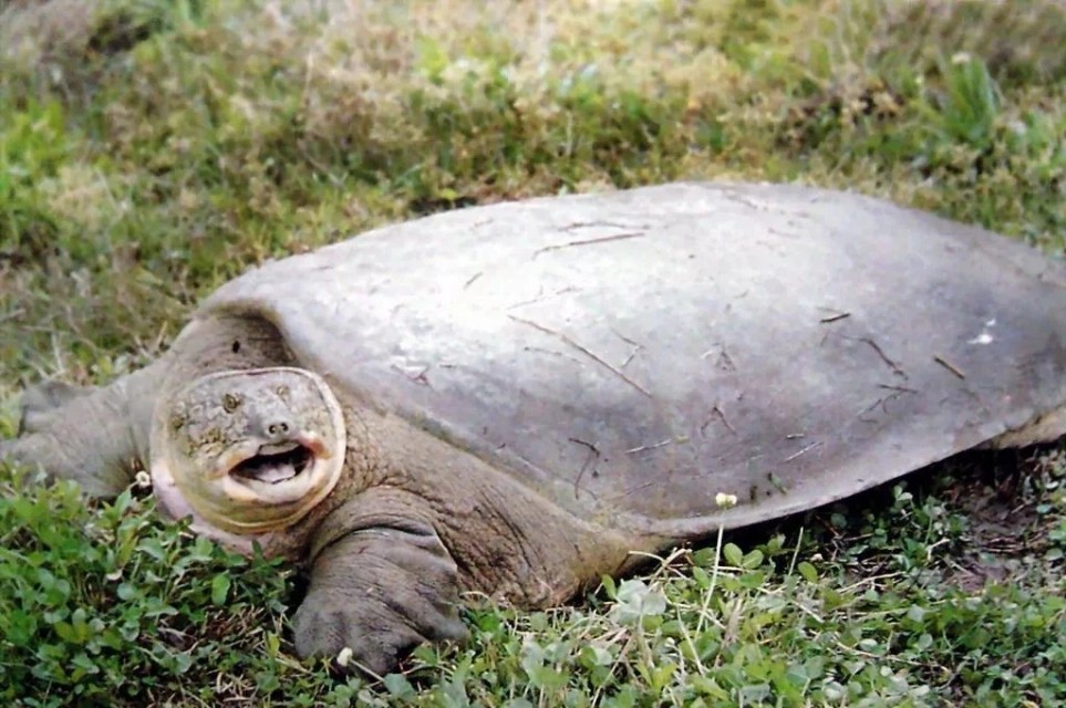 在家饲养小甲鱼的正确方法,家庭鱼池如何养小甲鱼