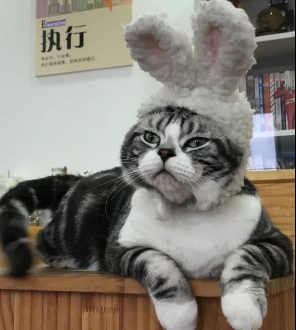 撸猫福音读懂猫咪这18个肢体语言,科学的撸猫