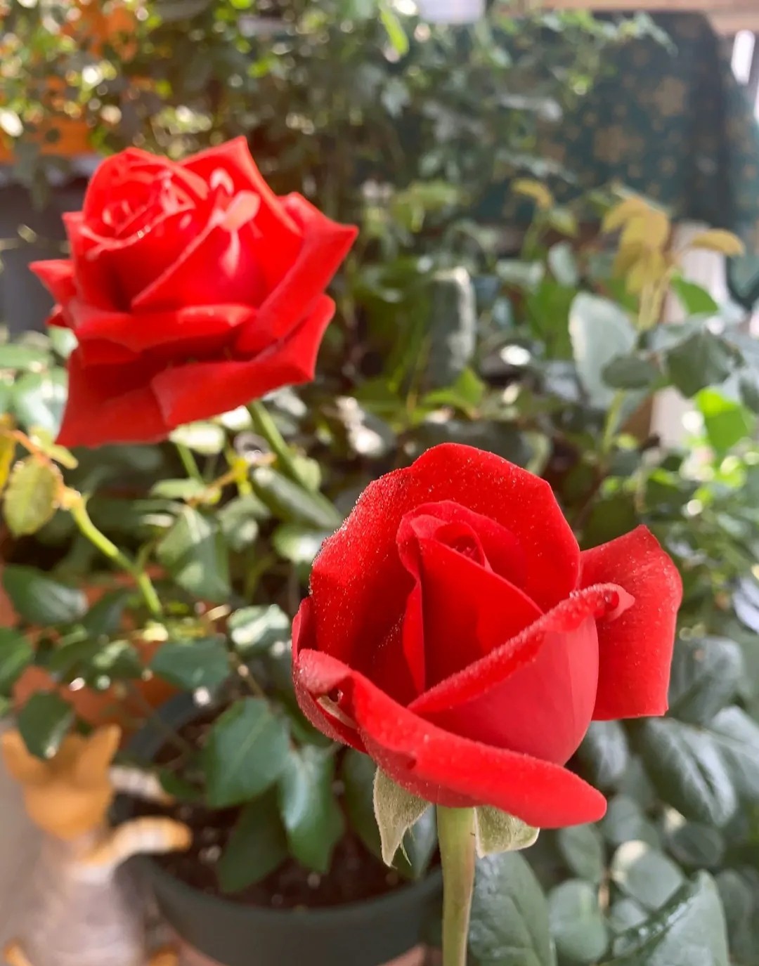 100种月季经典品种,100种经典月季品种