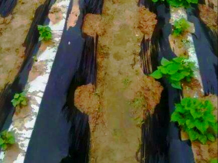 红薯翻蔓是增产还是减产,红薯为什么要翻蔓