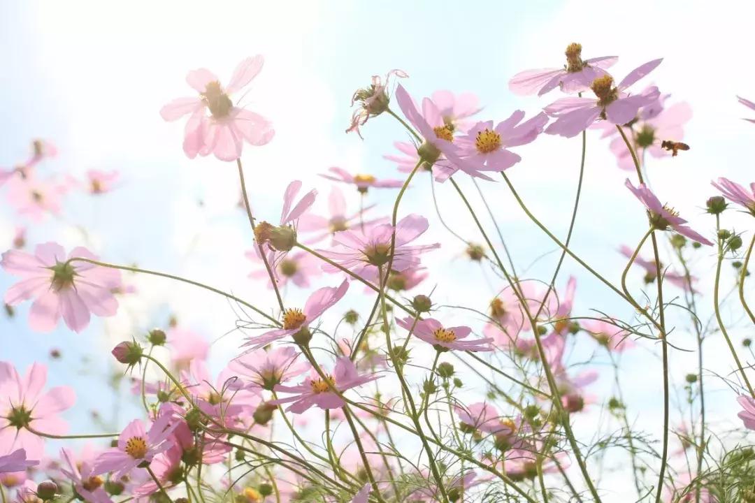 你不知道的手机拍照功能,春天的视频拍摄教程不拍花