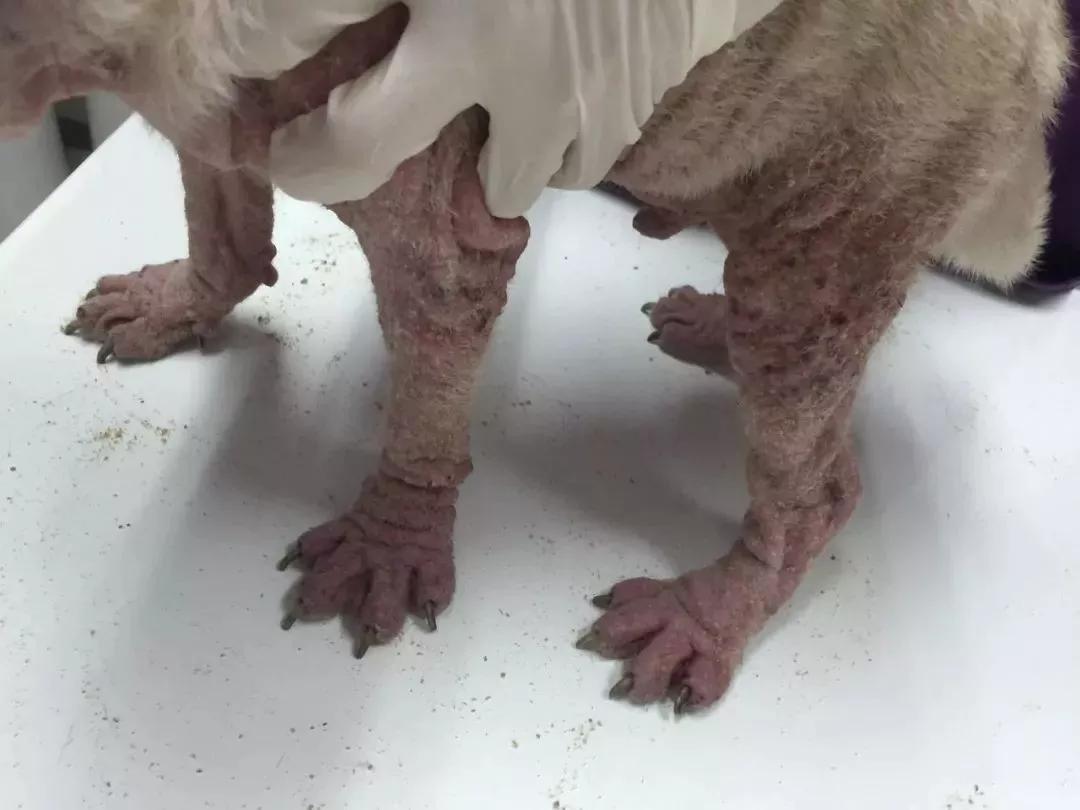 狗子偷偷亲我的第N次，难道不是真爱吗？