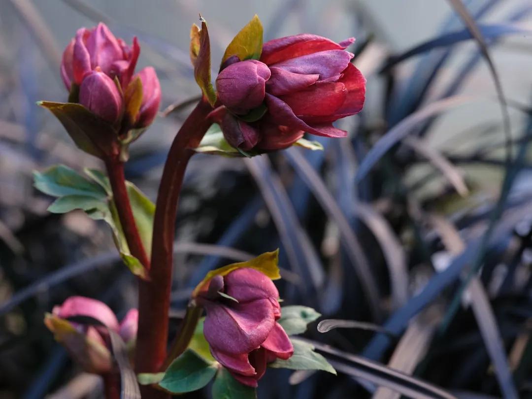 富士中画幅相机gfx100s有什么优点,富士中画幅相机gfx100s