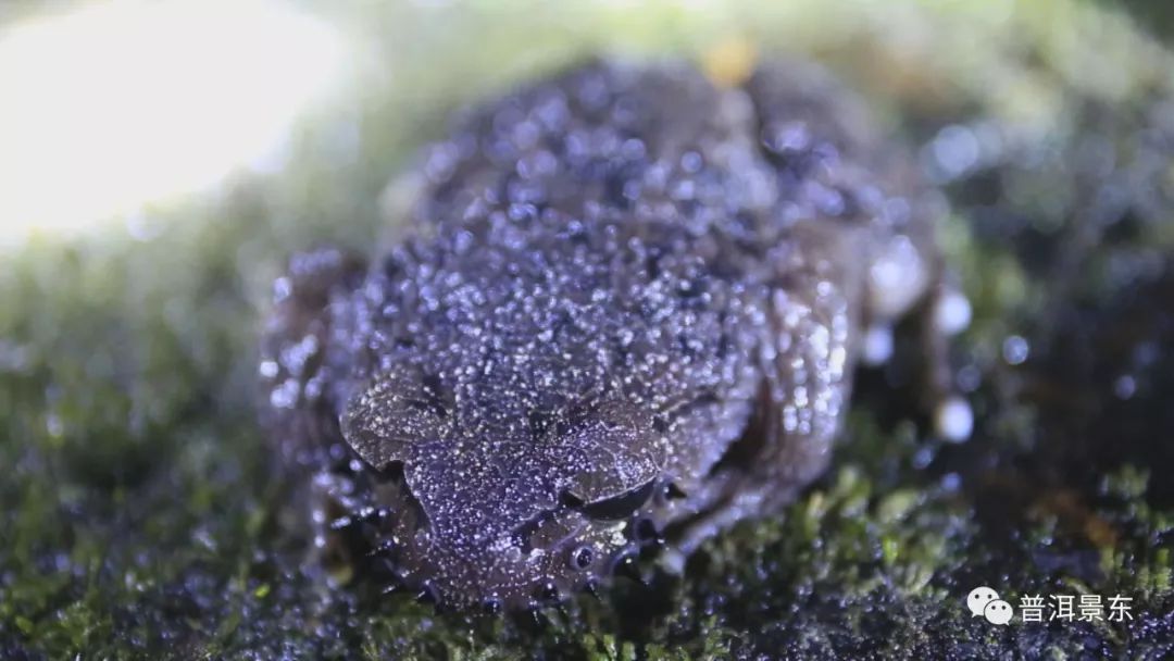 夜访哀牢山怪物，长相吓人叫声恐怖！