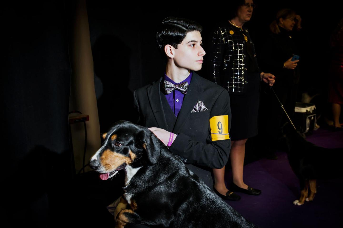 最齐全的狗狗品种介绍及图片,带你了解一下常见狗狗的品种