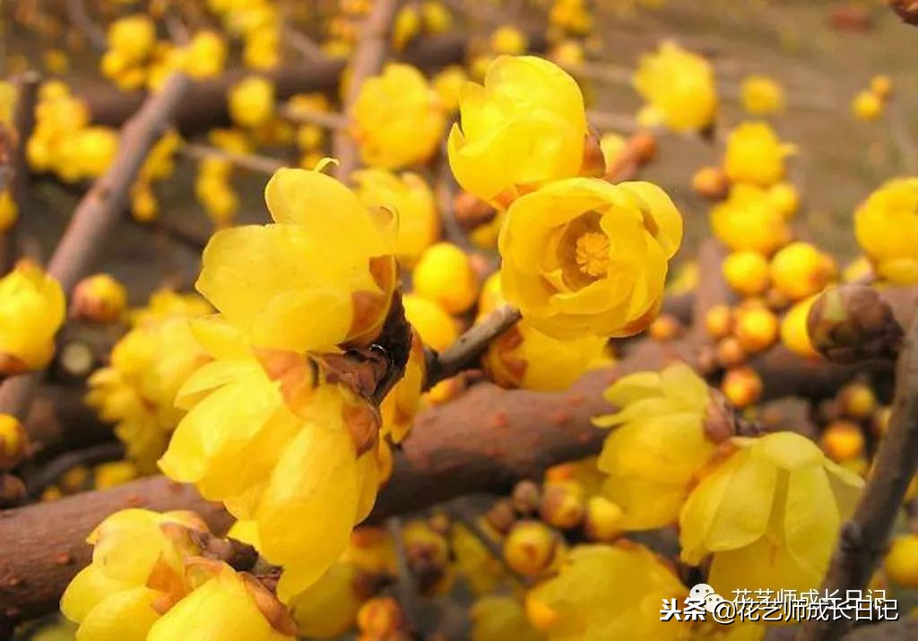 每日一花|平生相见即眉开,一枝腊梅踏雪来